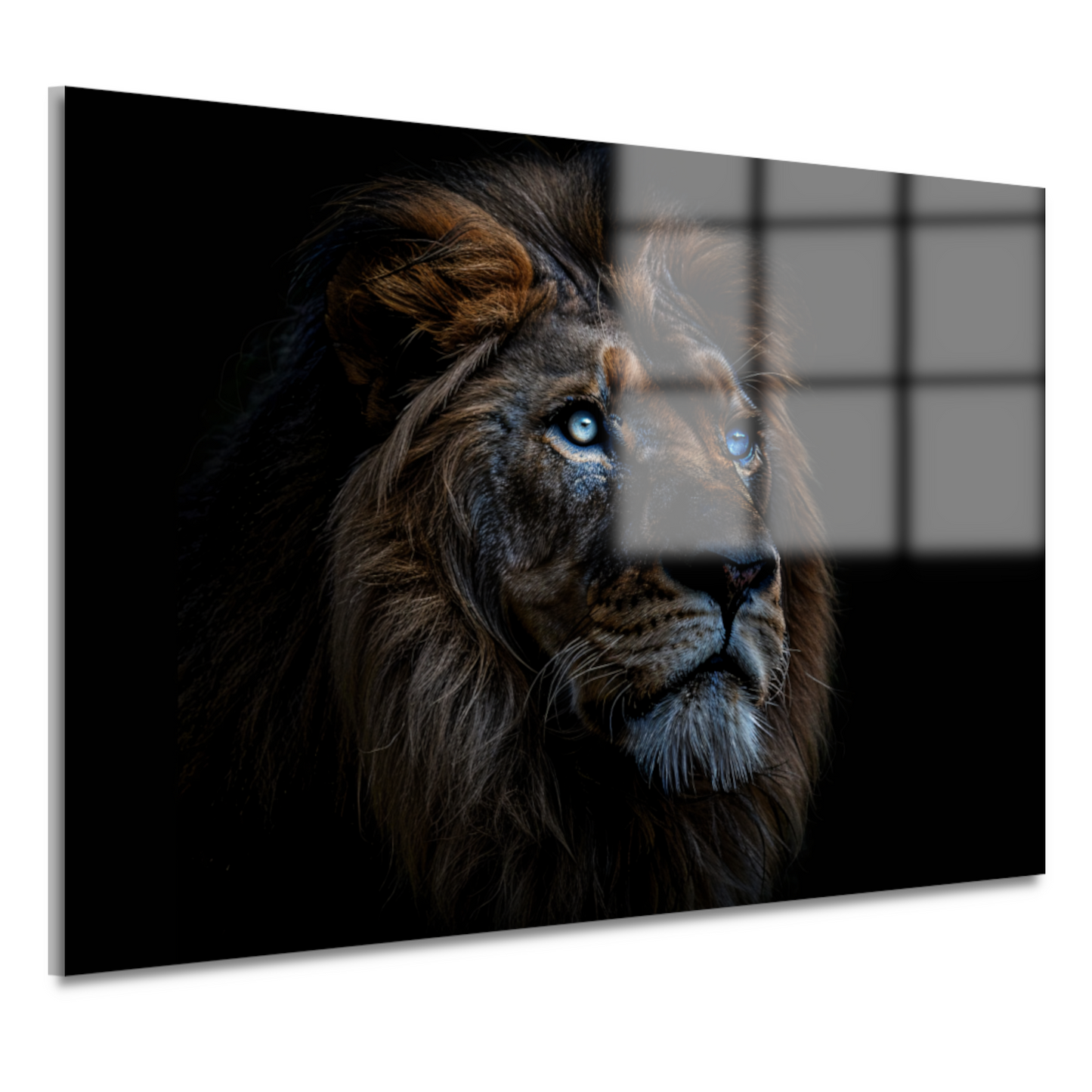 Indrukwekkend portret van majestueuze leeuw met blauwe ogen acrylglas