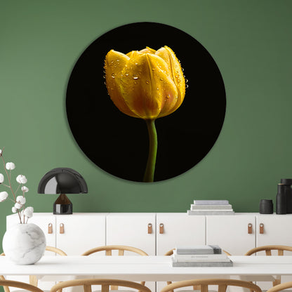 Gele tulp tegen zwarte achtergrond met dauw aluminium muurcirkel