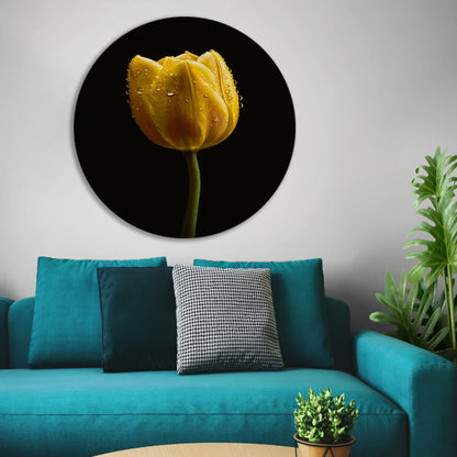 Gele tulp tegen zwarte achtergrond met dauw aluminium muurcirkel