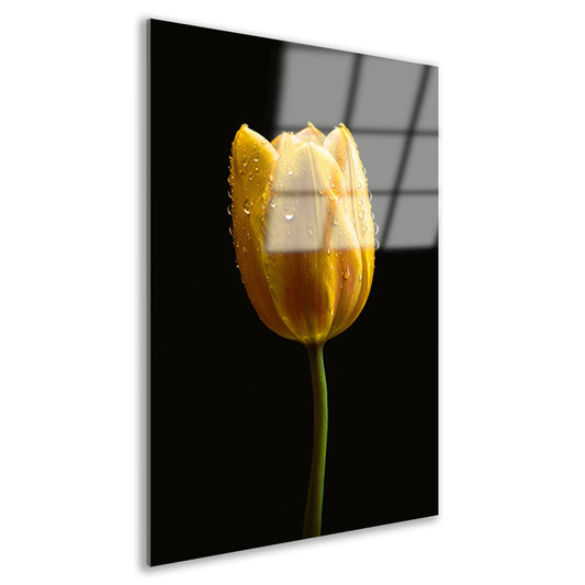 Gele tulp tegen zwarte achtergrond met dauw acrylglas