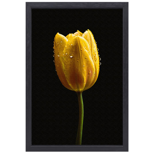 Gele tulp tegen zwarte achtergrond met dauw canvas met baklijst