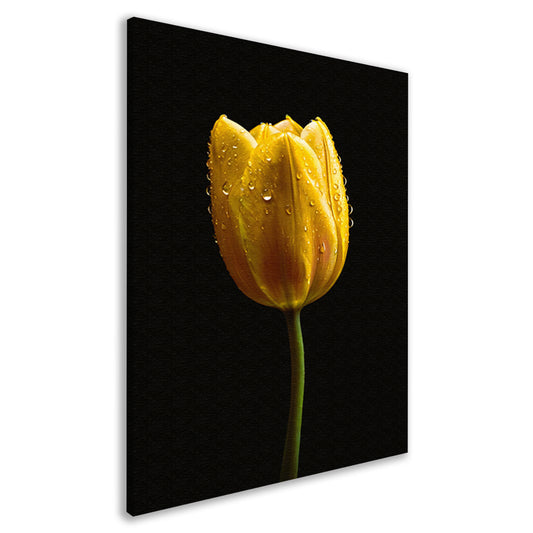 Gele tulp tegen zwarte achtergrond met dauw canvas