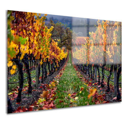 Herfst in de wijngaard met kleurenpracht acrylglas
