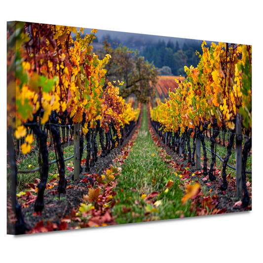 Herfst in de wijngaard met kleurenpracht canvas