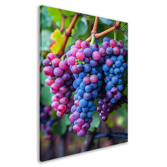 Rijpe druiventrossen aan de wijnstok canvas
