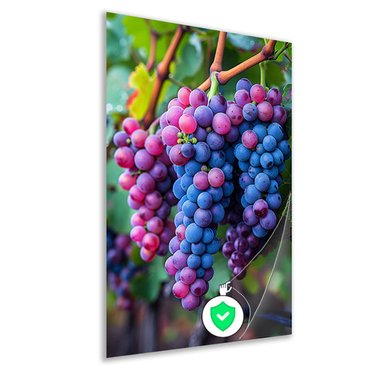 Rijpe druiventrossen aan de wijnstok poster