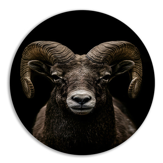 Krachtige close-up van een ram in zwart en wit forex muurcirkel