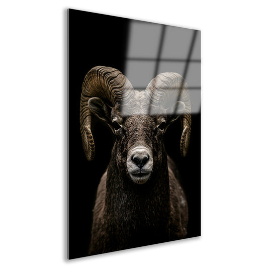 Krachtige close-up van een ram in zwart en wit acrylglas