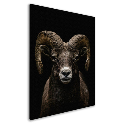 Krachtige close-up van een ram in zwart en wit canvas