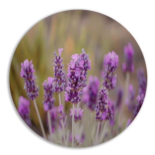 Levendige paarse lavendelbloemen in natuurlijke omgeving forex muurcirkel
