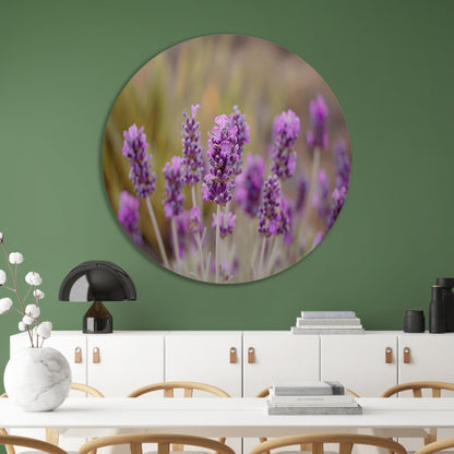 Levendige paarse lavendelbloemen in natuurlijke omgeving forex muurcirkel