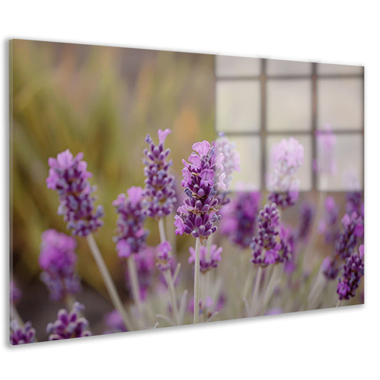 Levendige paarse lavendelbloemen in natuurlijke omgeving acrylglas