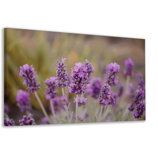 Levendige paarse lavendelbloemen in natuurlijke omgeving canvas