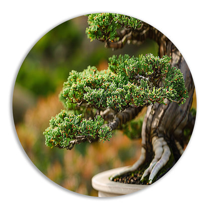 Close-up van een gedetailleerde bonsai boom aluminium muurcirkel