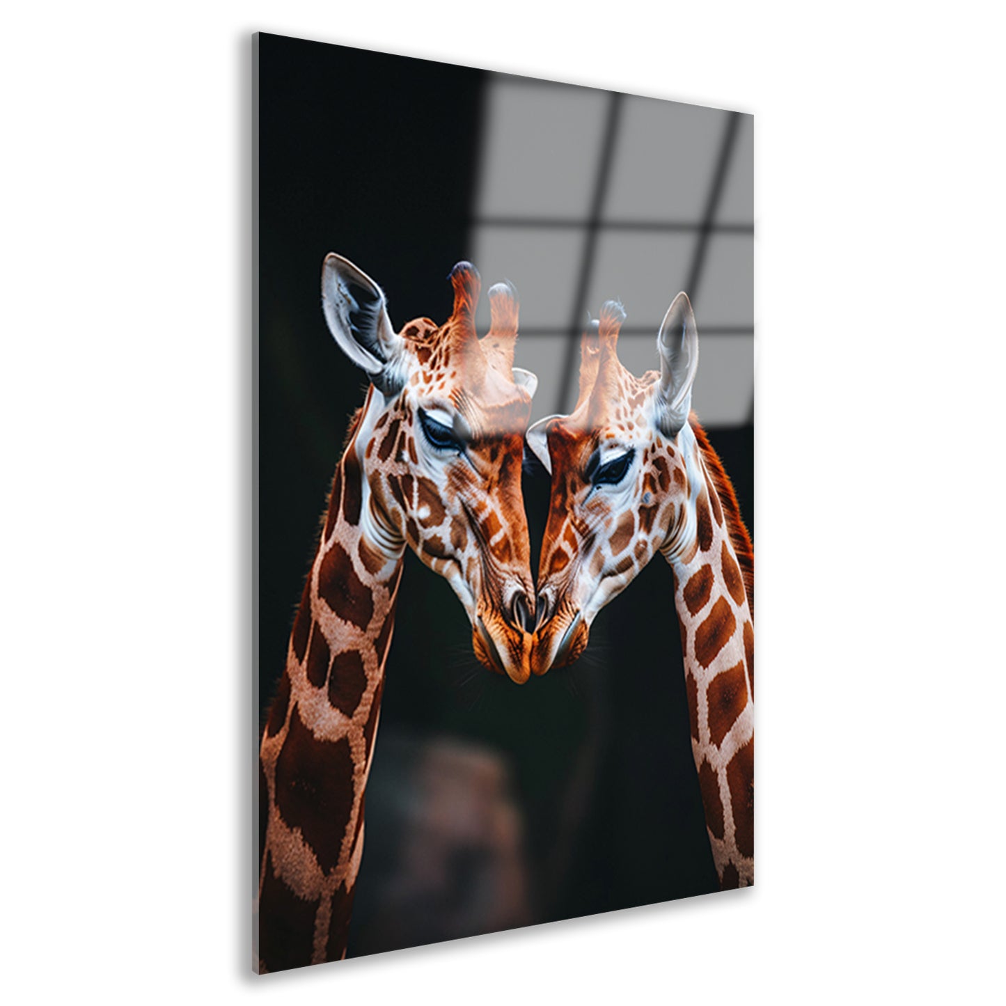 Twee giraffen met donkere achtergrond acrylglas