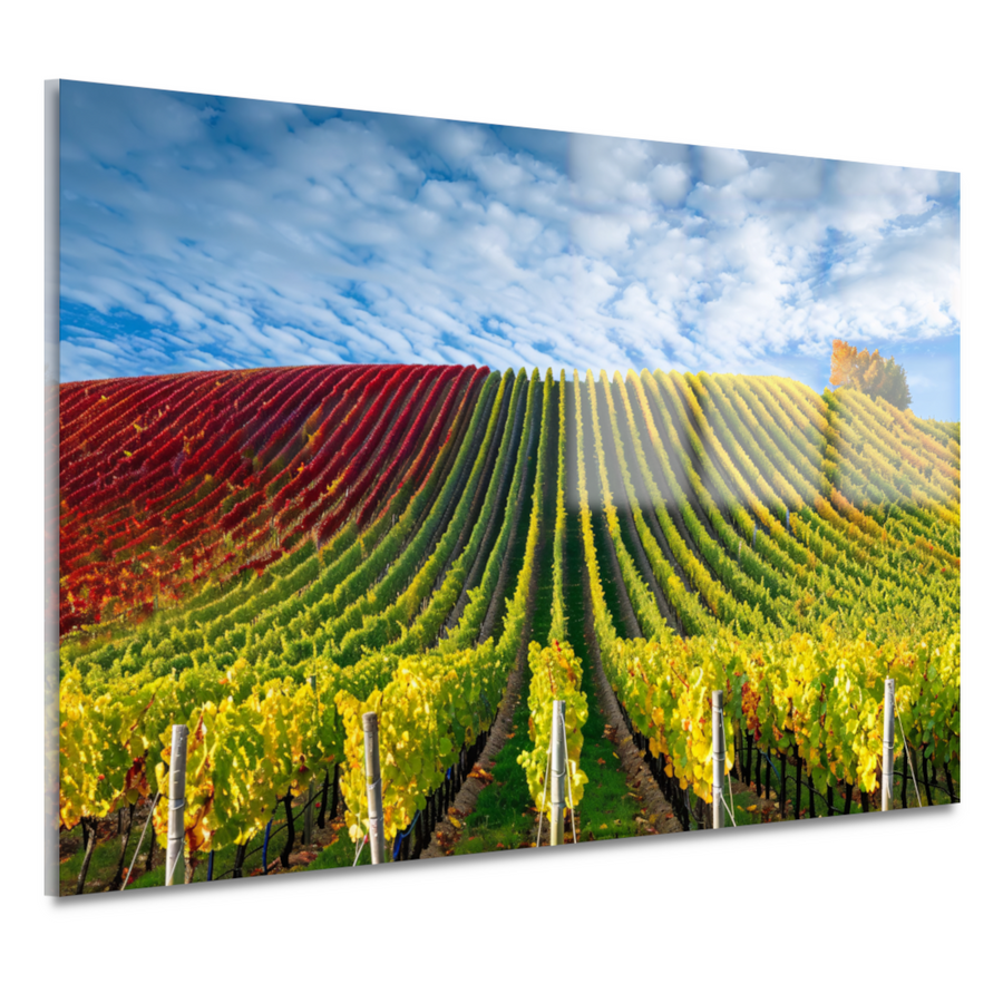 Herfstpanorama van kleurrijke wijngaarden acrylglas