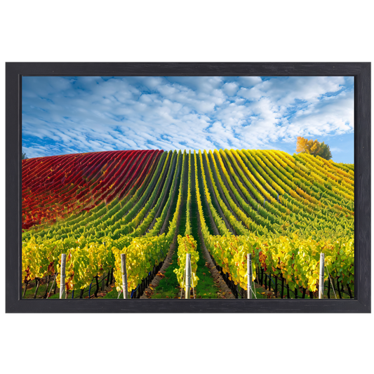 Herfstpanorama van kleurrijke wijngaarden canvas met baklijst