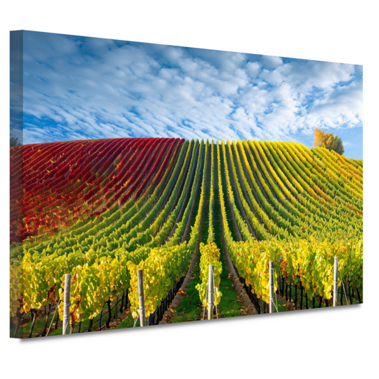 Herfstpanorama van kleurrijke wijngaarden canvas