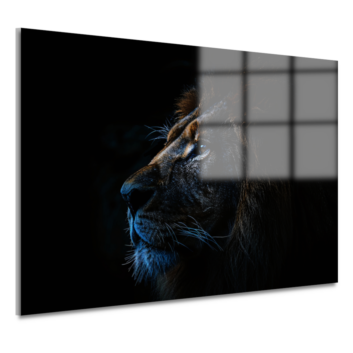 De stille majesteit van de nachtelijke leeuw acrylglas