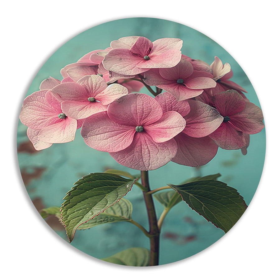 Close-up van Roze Hortensia met Turquoise Achtergrond aluminium muurcirkel
