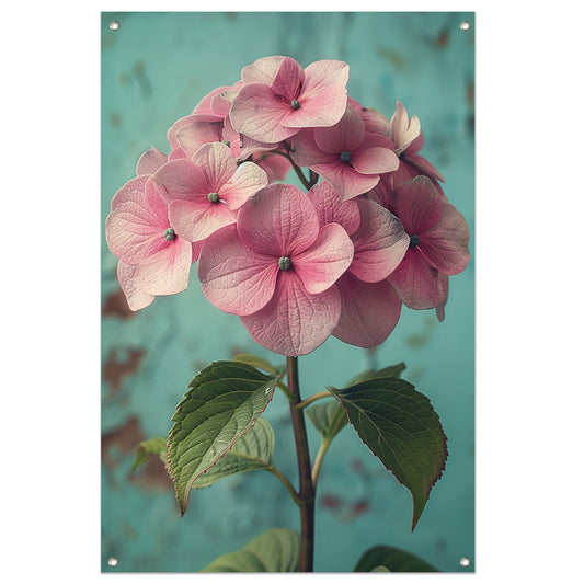 Close-up van Roze Hortensia met Turquoise Achtergrond tuinposter