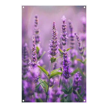 Close-up van bloeiende lavendelbloemen in paars tuinposter