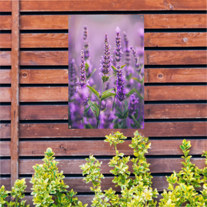 Close-up van bloeiende lavendelbloemen in paars tuinposter