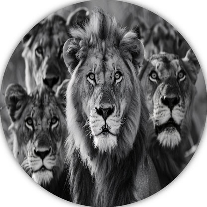 Leeuwenfamilie in de savanne aluminium muurcirkel