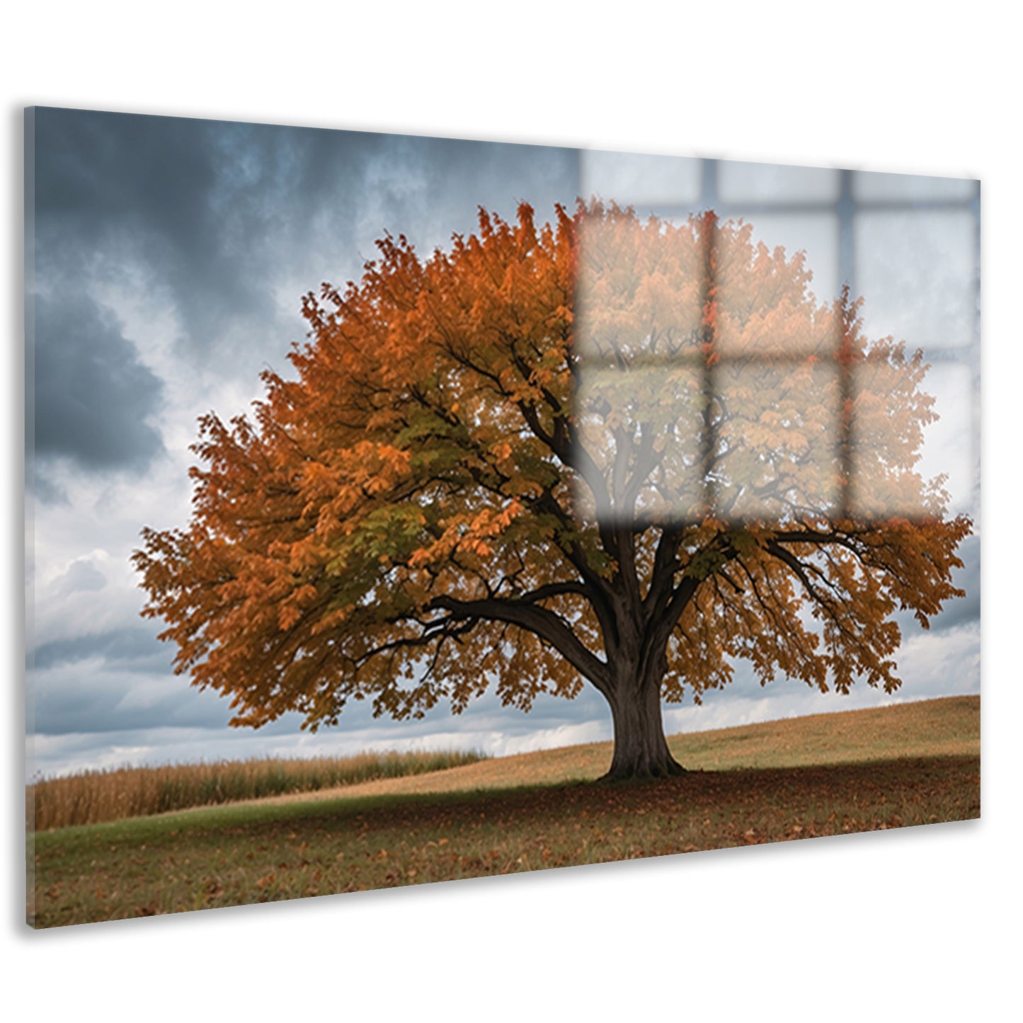 Majestueuze herfstboom in open veld acrylglas