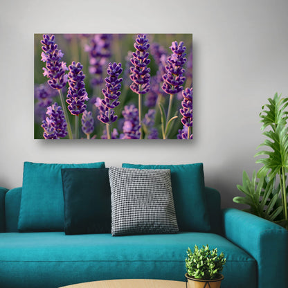 Zonovergoten lavendelveld in bloei poster