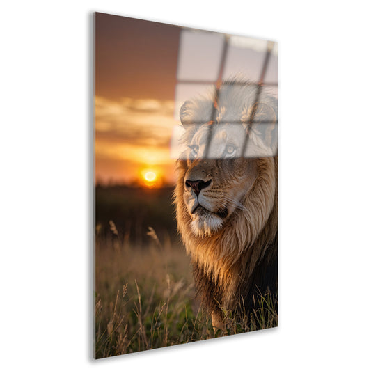 Majestueuze leeuw bij adembenemende zonsondergang acrylglas