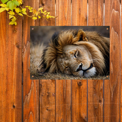 Slapende leeuw in zijn natuurlijke habitat tuinposter