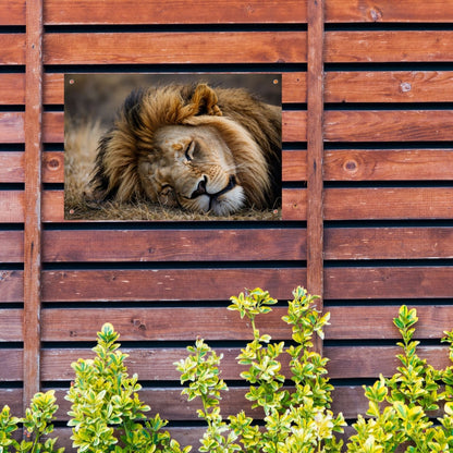 Slapende leeuw in zijn natuurlijke habitat tuinposter