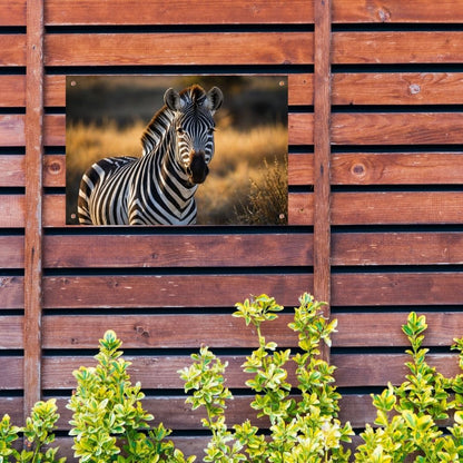Zebra in natuurlijke omgeving bij zonsondergang tuinposter